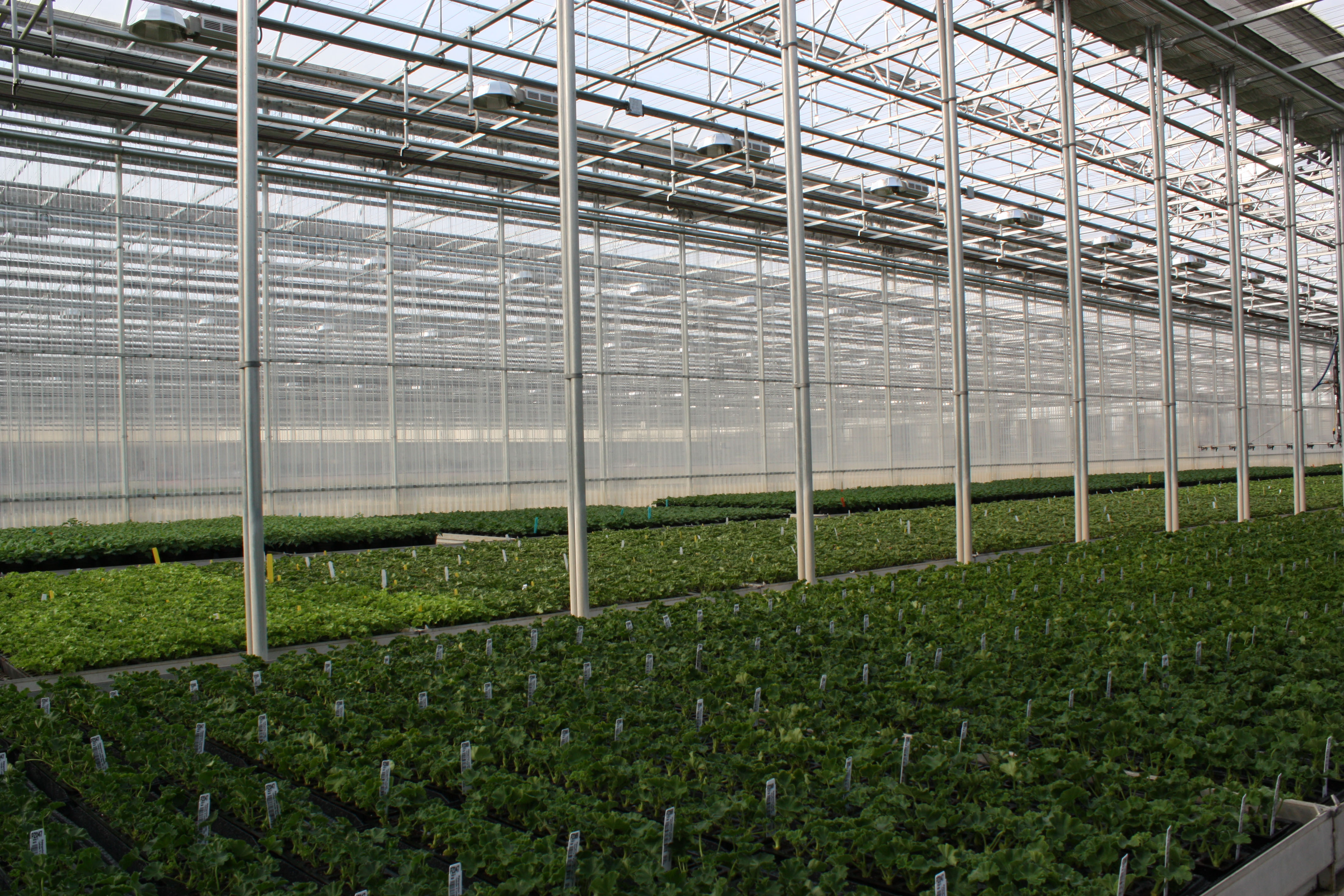 alberta-ndp-gives-greenhouse-growers-carbon-tax-rebate-greenhouse