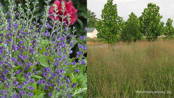 a garden tested hardy perennial plant Baptisia 'Purple Smoke' 