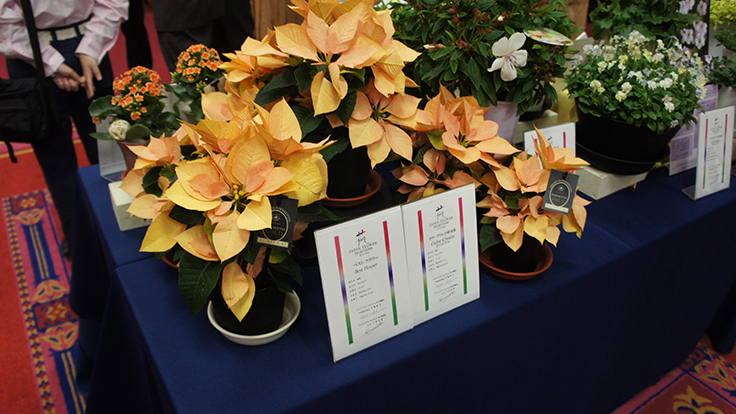 Dümmen Orange Poinsettia Gold wins "Best Flower" award in Japan Flower Selection