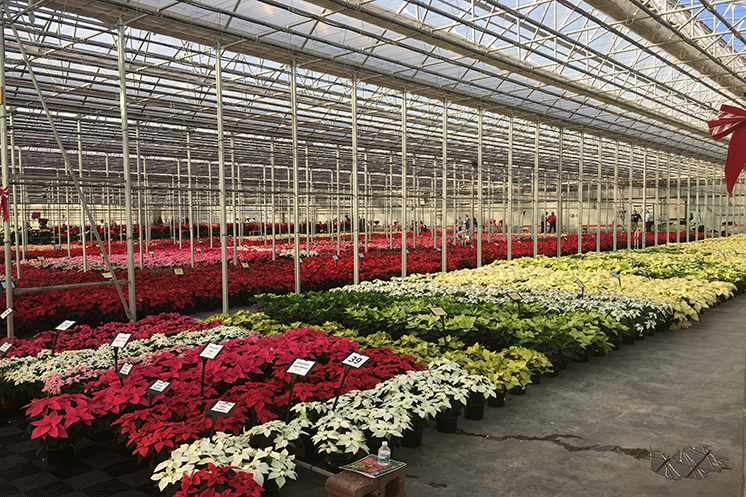 N.G. Heimos releases poinsettia trial results
