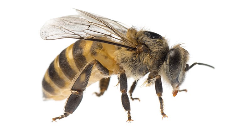 A parasite that gives bees "zombie-like" qualities