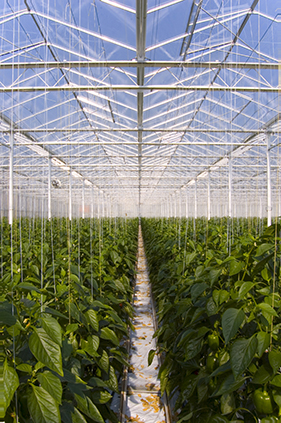 Greenhouse to bring jobs