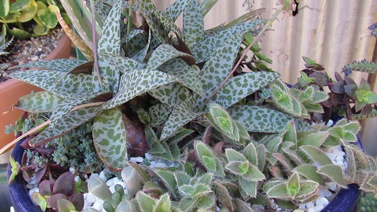 The allure of succulents