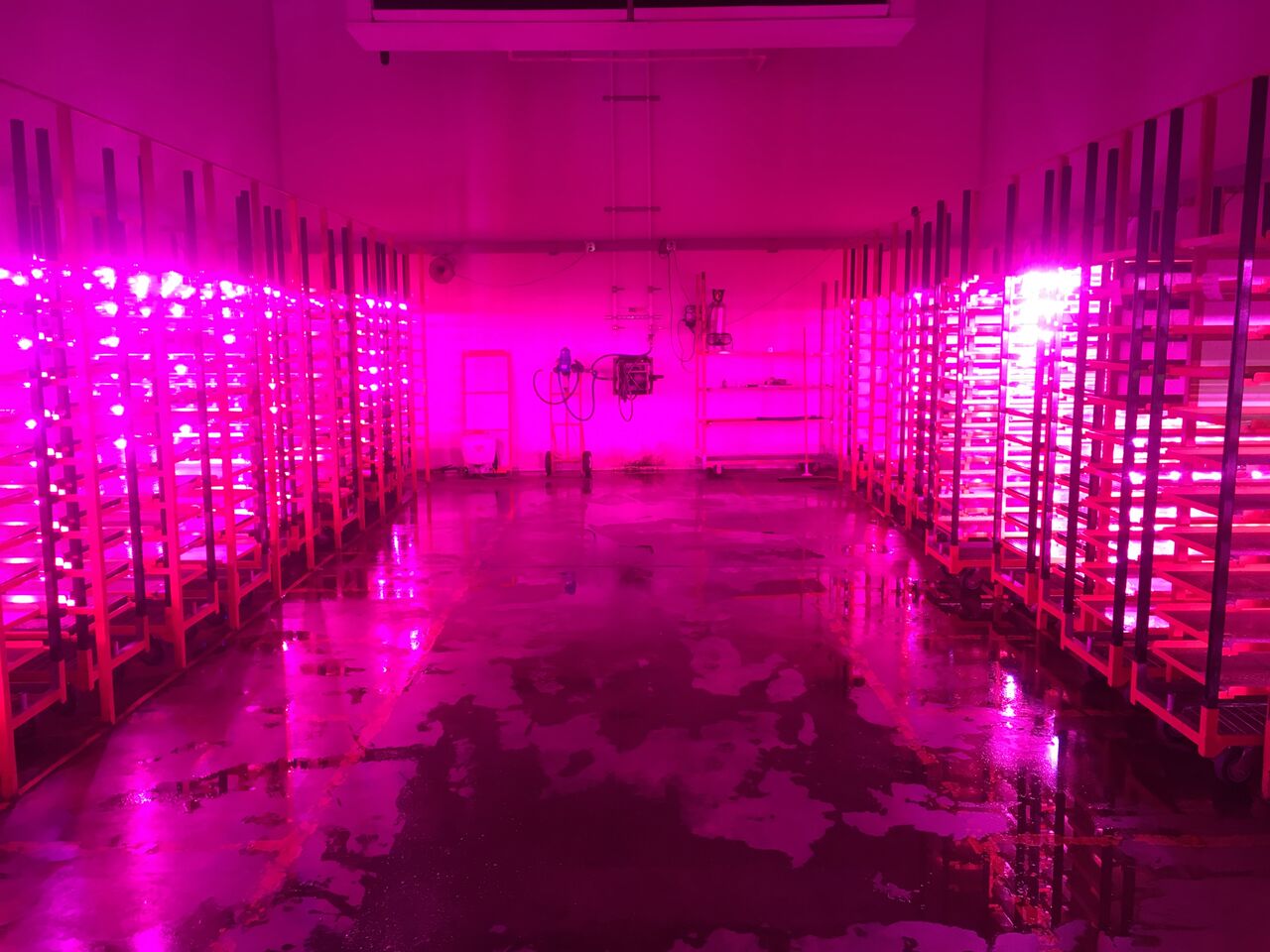 How one grower uses LEDs to improve propagation