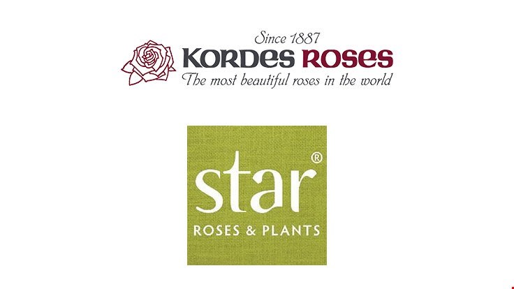 Star Roses and Plants launches new Kordes website