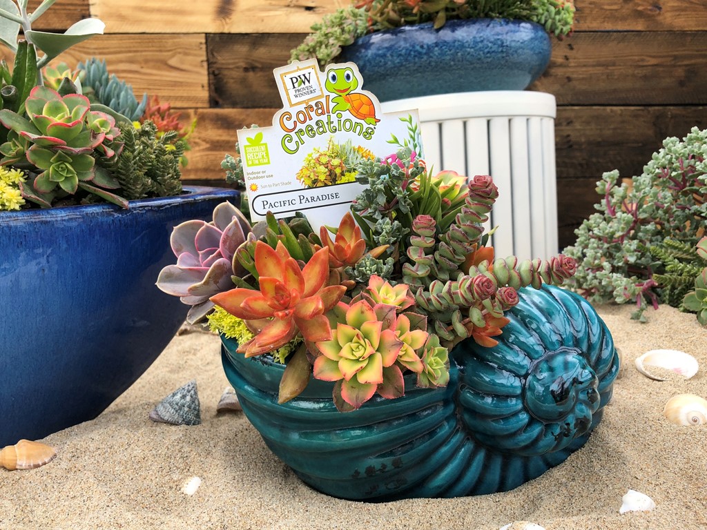 Proven Winners delays launch of Coral Creations succulent collection