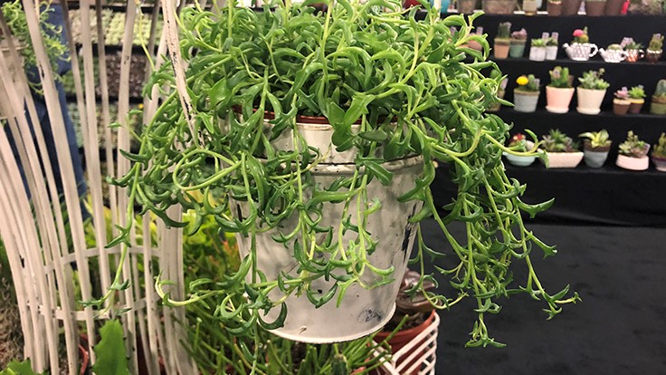 20 notable plants and products spotted at TPIE 2019