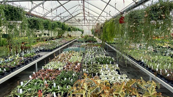 Greenhouses brace for coronavirus impact
