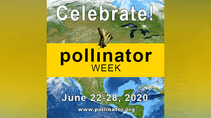 Celebrate National Pollinator Week