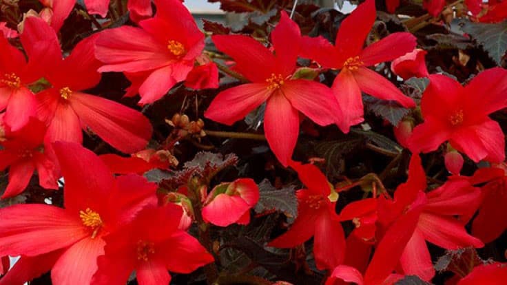 Terra Nova Nurseries’ begonia variety recognized as Plant of Distinction at UGA Trial Garden