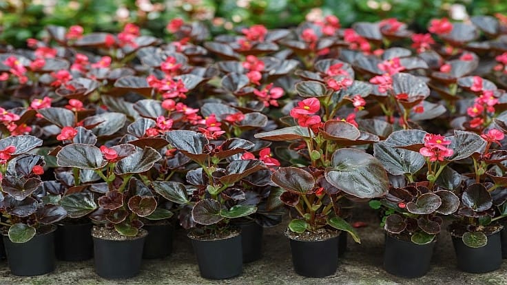 How to build better begonias
