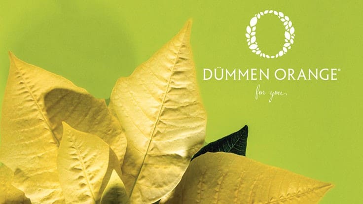 Dümmen Orange poinsettia catalog is ready to review