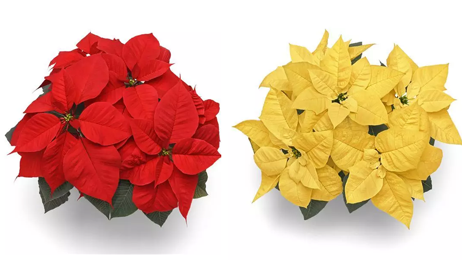 2023 poinsettias catalog now available from Selecta One