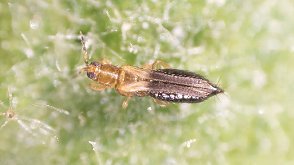 Invasive thrips in Florida - Greenhouse Management