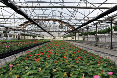 While Oelschig doesn't predict growth in annuals and perennials sales this spring, he and his staff have worked hard to get the greenhouses back to normal in the time since Hurricane Matthew.