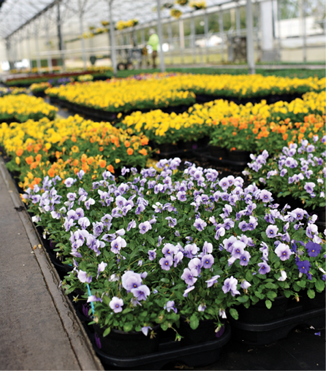 While Oelschig doesn't predict growth in annuals and perennials sales this spring, he and his staff have worked hard to get the greenhouses back to normal in the time since Hurricane Matthew.