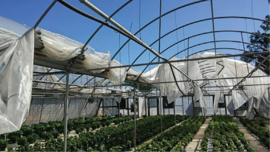 High winds and rain during Hurricane Matthew resulted in damaged plants, roofs and the loss of paperwork and office supplies at Ladybug Greenhouses in North Carolina.