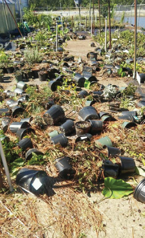High winds and rain during Hurricane Matthew resulted in damaged plants, roofs and the loss of paperwork and office supplies at Ladybug Greenhouses in North Carolina.