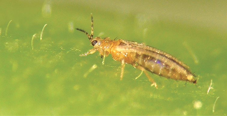 Tips to Whip Thrips in the Greenhouse - Greenhouse Grower
