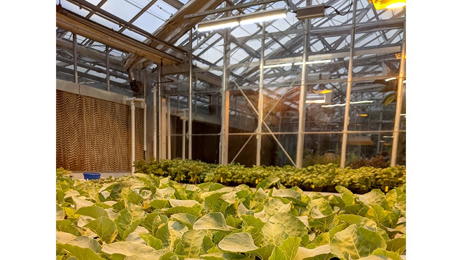 Latest research: optimizing lighting for greenhouse cultivation