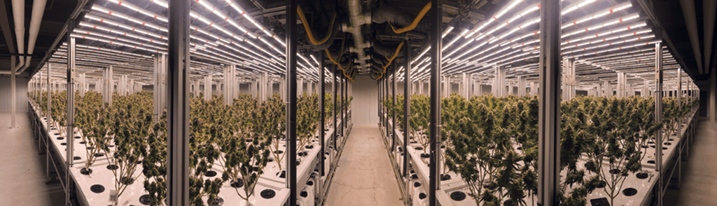 Cannabis growing technology