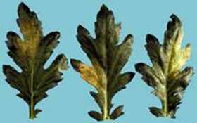 Scout garden mums for insect pests to avoid surprises Greenhouse Management