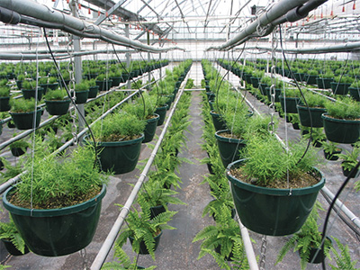 Talking ferns Greenhouse Management