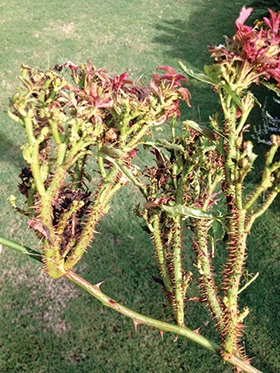 rose stem infected with rose rosette disease