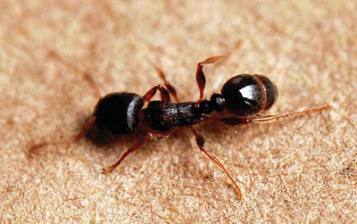 Pavement ants can damage bedding plants Greenhouse Management