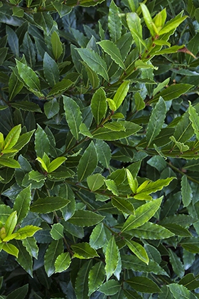 Little Ragu Sweet Bay Greenhouse Management