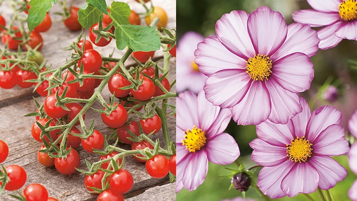 Tomatoes and flowers