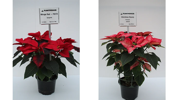 RIGHT: Mirage Red from Syngenta; LEFT: Christmas Beauty Princess from Selecta