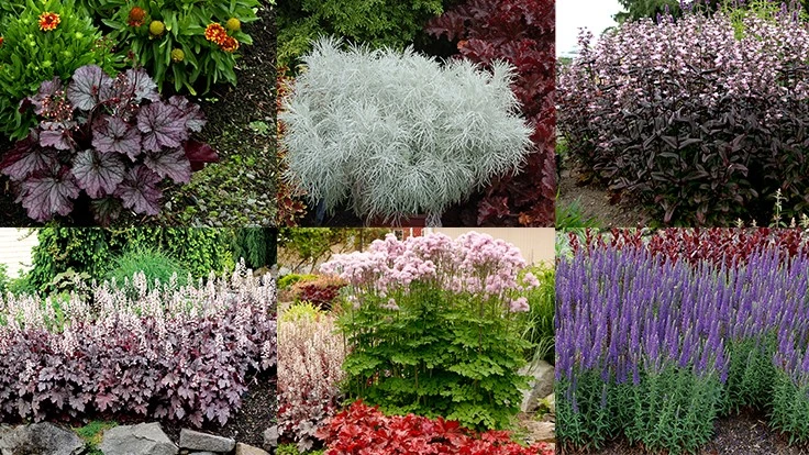 Clockwise from top left: Heuchera NORTHERN EXPOSURE Purple, Artemisia MAKANA Silver, Penstemon DAKOTA Burgundy, Heucherella ‘Plum Cascade,’ Thalictrum NIMBUS Pink and Veronica VENTURE Blue