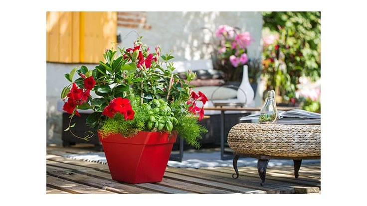 Jade scarlet Diamantina