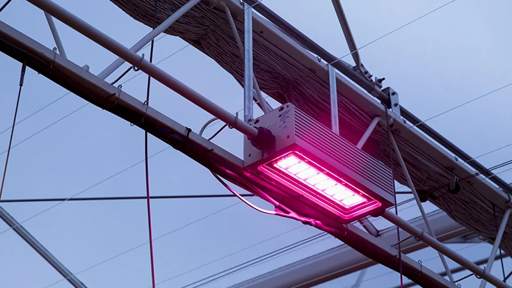 Photo courtesy of Oreon