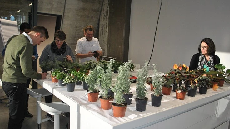 Photo courtesy of Dümmen Orange