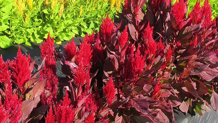 Photo courtesy of Benary