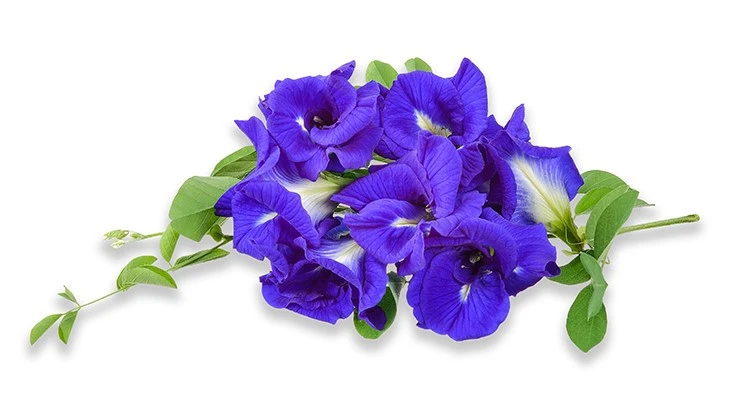 © khumthong | ADOBE STOCK