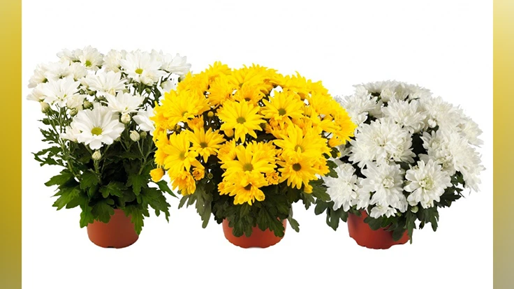 Photo courtesy of Syngenta