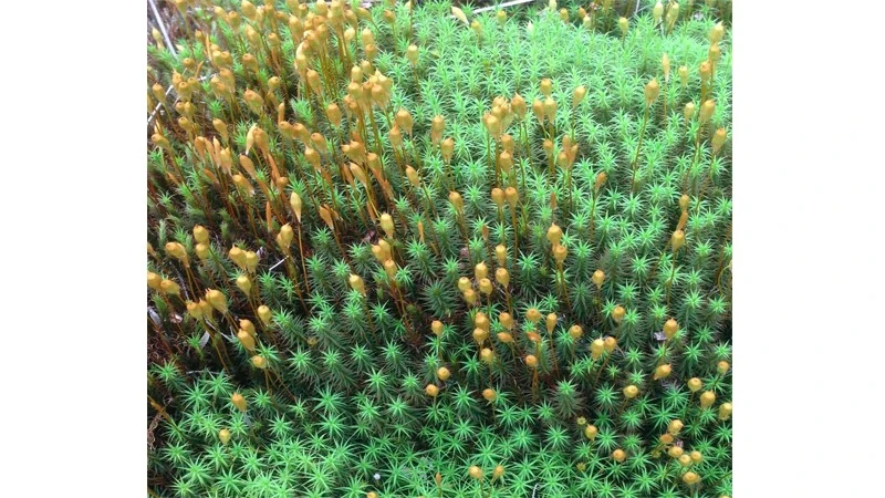 Elongated moss stems