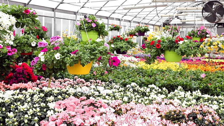 Photo: ChiccoDodiFC, Adobe Stock