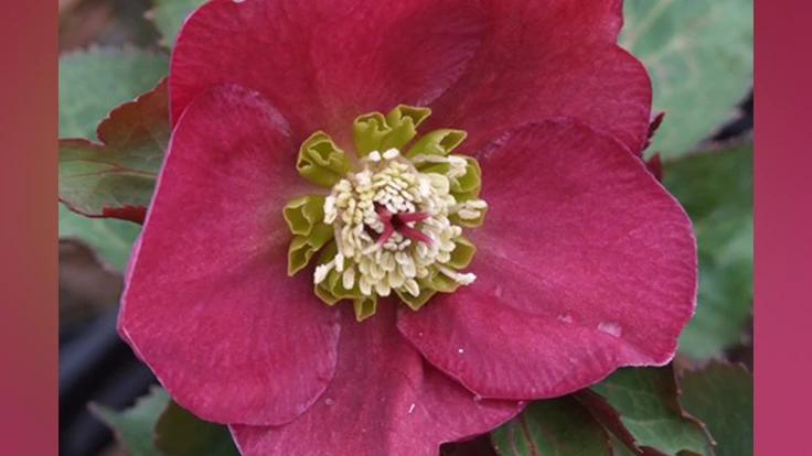 Helleborus Frostkiss Anna’s Red