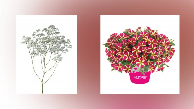Left: Inzignia Cloud Gypsophila; Right: Amore Queen of Hearts’ Petunia