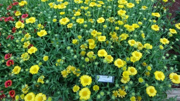 Gaillardia Heat It Up ‘Yellow’ from Proven Winners 