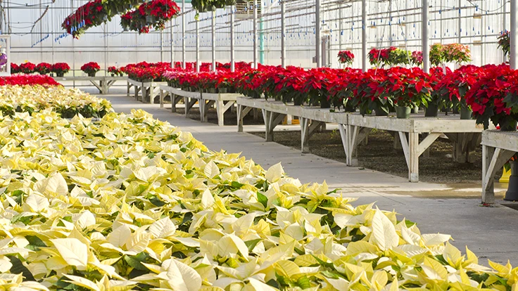 Photo: © chiyacat, Adobe Stock