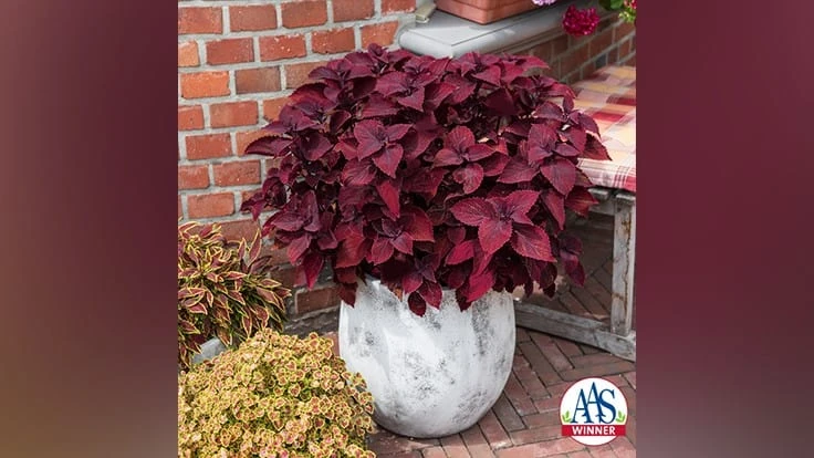 Main Street Beale Street Coleus from Dümmen Orange