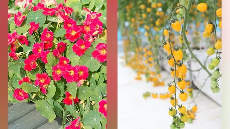Nasturtium Tip Top Rose (left) and Tomato Apple Yellow (right)