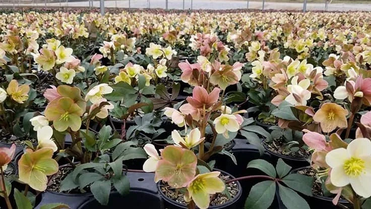 Helleborus in a James Greenhouses greenhouse