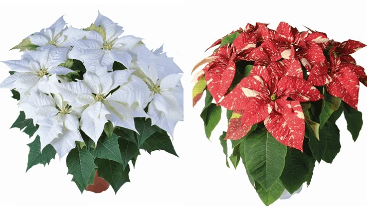 On the left is the white Alaska, and on the right is the Superba New Glitter.