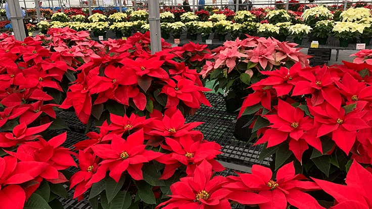 Poinsettias on display at the 2019 N.G. Heimos Poinsettia trials